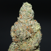 AAA+ | AIRHEADZ BY MTG GENETICS - 7G