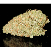Green Crack is said to be a cross between a 1989 Super Sativa Seed Club, a Skunk #1, and an Afghani