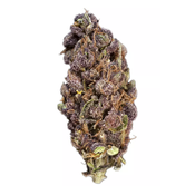 * Black Poison AAA thumbnail 1