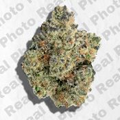Candy Pop - Topshelf Indoor - New Drop - Hybrid