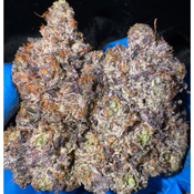 (NEW) LSO 12 Week Pink Goo AAAA+ (5*)