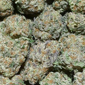 Super quad 5+ Ultra limited small batch!!! XO RASPBERRY GLUE 