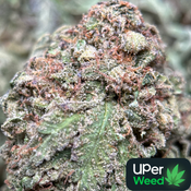(28G) - Purple Snake 🐍⛽Indica | Bulk Deal for $200