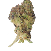 BC (AAA) WHITE GUSHERS thumbnail 4