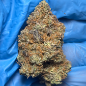 FROZEN BLUEBERRY bred by Frostymedfarms506