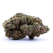 Purple Mimosa