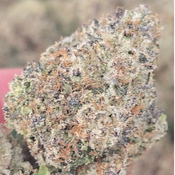 BLUE LOBSTER $140oz 2FOR$260 4FOR$500  thumbnail 2