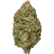 Bubblegum