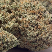 (NEW) Ghost Train Haze  **110oz**  SATIVA