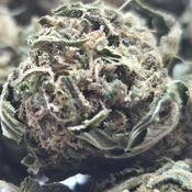 (NEW) Girl Scout Cookies 🍪 $45/Oz, $75 for two Oz) (OUTDOOR) thumbnail 4