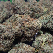 (NEW) Blue Trainwreck  **$140** thumbnail 2
