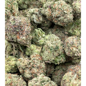 *GOLD* Master Gelato - Indica Hybrid - 28% THC Price