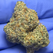GREASY RUNTZ (Grease Monkey x Runtz) bred by Exotic Genetix