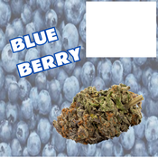 Blueberry