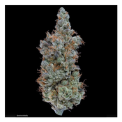 Pink 3I Atlas 6 star BC Gas 