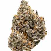 Biscotti OG - Premium Quality 