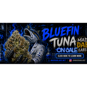 BLUEFIN TUNA ON SALE