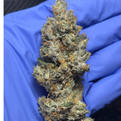 PERMANENT MARKER bred by Seed Junky Genetics (new batch)*