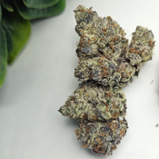 Or3os 🍪 - (BC Exotic) - AAAA+