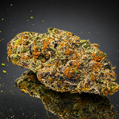 "Premium" Silverback Gorilla - Hybrid 70% Indica / 30% Sativa - THC 30%
