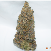 Black Truffle Indica Dominant Hybrid AAAA+ 