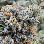 7G - Death Tuna Indica  (Cali Bricks)  2Oz Bulk Deal for $300