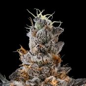 Astro Pop | Hybrid Flower [3.5g]