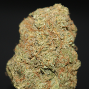 AAAA | COOKIE BLIZZARD BY ROYAL GARDENS - 7G