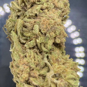 *NEW* Blue Iguana