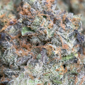 (28G) - Apple & Banana 🍎🍌Hybrid - 2Oz Bulk Deal for $240 thumbnail 3