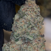  🍩✨ Crispy Cream (Indica-Dominant Hybrid) 32-37% THC | $110 an oz | $165 for 2 ozs |  thumbnail 2