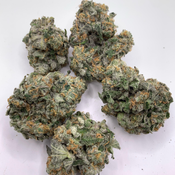 *NEW* Gastopia // 2oz $140