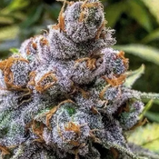 New Dead Nazi Pink 100$ oz SUPER ⛽️ 