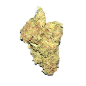 Gelato (HIGH QUALITY AAA)