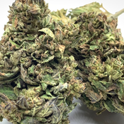 *NEW* Platinum Dosi - AA Local // 3oz for 150$