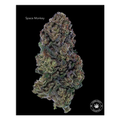 AA+ - SPACE MONKEY