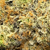 Black Diesel ( BC Premium Craft ) 32% THC 