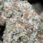 (28G) - Phoenix Haze 🐦‍🔥 Sativa - 2 Oz Left thumbnail 2