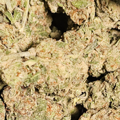 Pink Chapo Micro Buds 