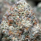 14G - Animal Tsunami🦁🌊Indica | 2Oz Bulk Deal for $240 thumbnail 3