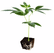 Slurricane Pancake Clone thumbnail 1