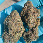 *** ON SALE 26GS LEFT $150  *** COTTON CANDY LSO -  75/25 INDICA 