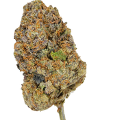 BC (AAAA) BLUE GUSHERS (1/2 OZ & OZ SALE $70/$125)