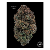 AA - NORTHERN LIGHTS