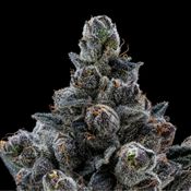 Gastro Pop | Hybrid Flower [3.5g]