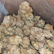 AAA++ Platinum Berry