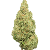 $200 For QP - Lemon Popper Sativa 