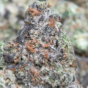 (28G) - Apple & Banana 🍎🍌Hybrid - 2Oz Bulk Deal for $240 thumbnail 2