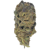 BC (AAA) TORA BORA