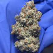 BLUE DREAM (Bluberry f5 x Santa Cruz Haze)